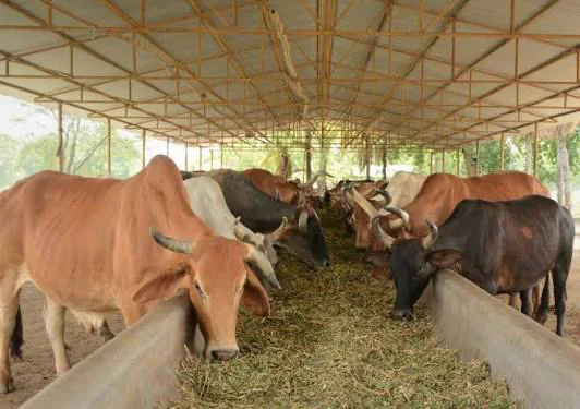 Cows feeding at a long trough inside a covered goshala shed